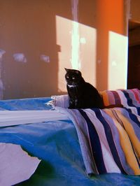 Cat relaxing on bed at home