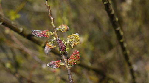 Close-up of flower on tree