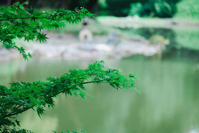 Close-up of plant against blurred background