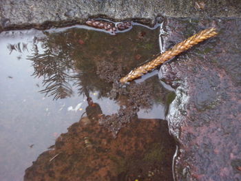 High angle view of tree trunk in lake