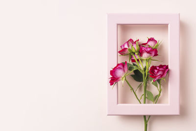 Close-up of pink rose against white background