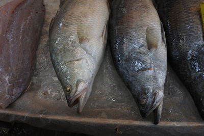 High angle view of fish for sale in market