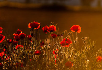 Close-up of red poppy flowers on field