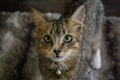 Close-up portrait of cat