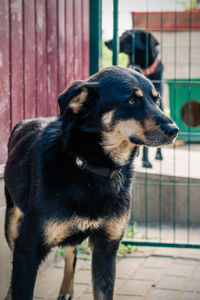 Close-up of dog