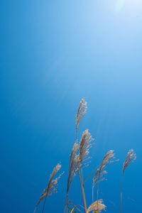 Low angle view of stalks against blue sky