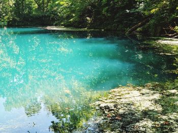 Scenic view of lake in forest