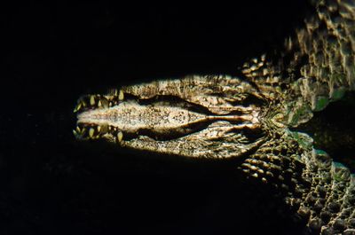 Close-up of turtle on black background