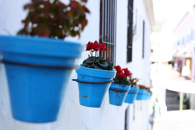 Close-up of potted plant