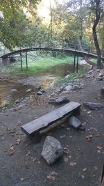 Trees growing in park