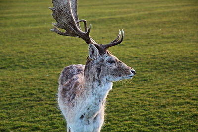 Close-up of deer in park