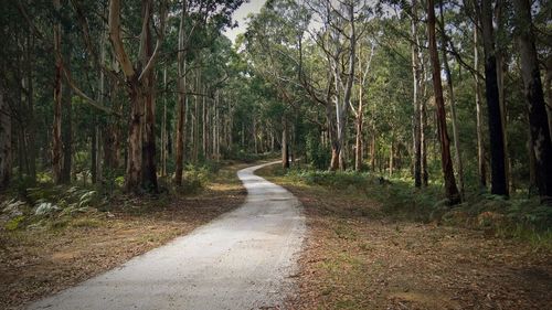 Road amidst trees in forest