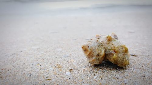 Close-up of crab on sand at beach