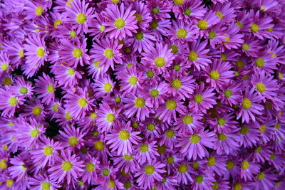 Full frame shot of purple flowering plants