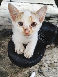 Close-up portrait of kitten sitting outdoors