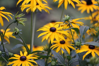 Close-up of yellow daisy flowers