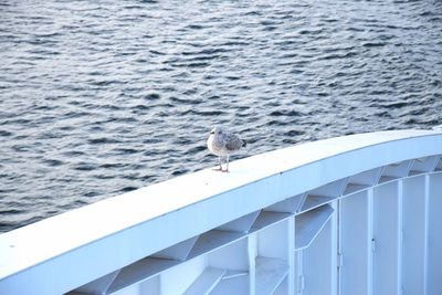 Seagull perching on railing against sea