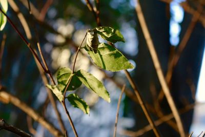 Close-up of green leaves on branch