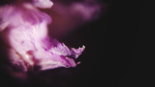 Close-up of purple flower against black background