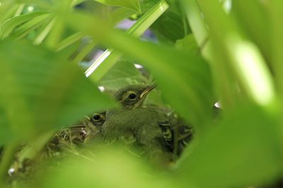 Close-up of frog