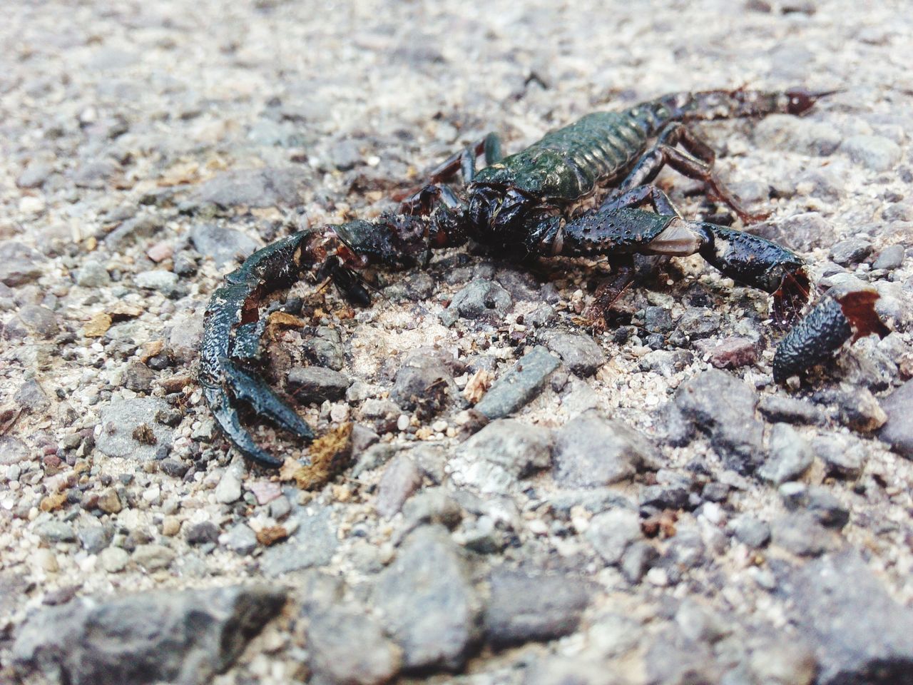 CLOSE-UP OF DEAD INSECT ON ROCK