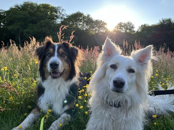 Duo dog portrait