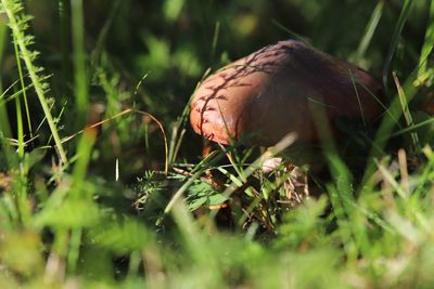 Close-up of butterfly on grass