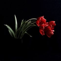 Close-up of red flowers against black background