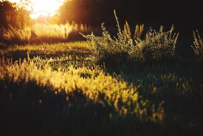 Plants growing on field during sunset