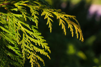 Close-up of yellow leaf