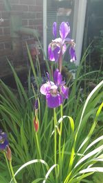 Close-up of flowers blooming outdoors