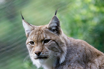 Close-up of cat