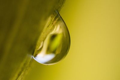 Close-up of water drop on leaf