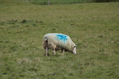 Sheep in a field