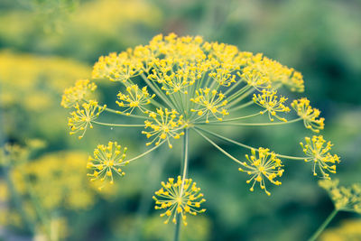 Close-up of yellow flowering plant