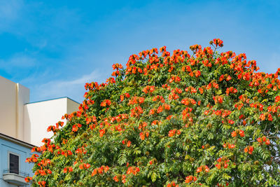 Low angle view of flowering plant against orange sky