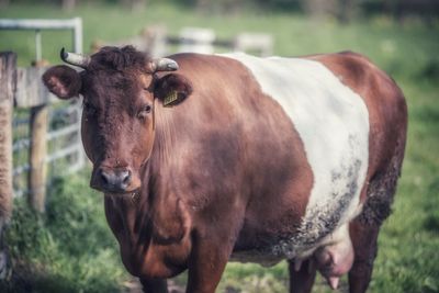 A cow in a field