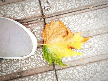 High angle view of leaf on table