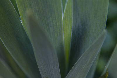 Extreme close up of plant