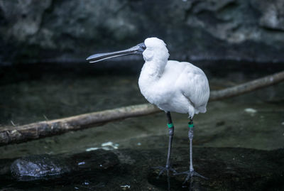 Close-up of white bird perching outdoors