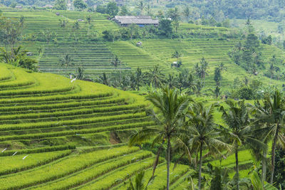 Scenic view of rice field