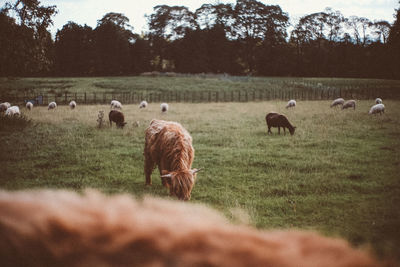 Sheep grazing in field