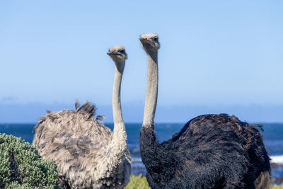 Ostriches on field with sea in background against clear sky