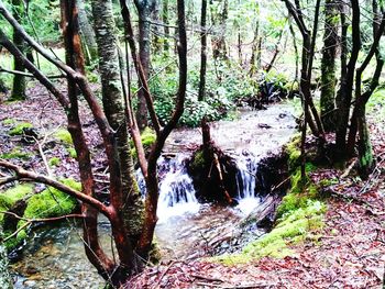 Stream flowing through forest