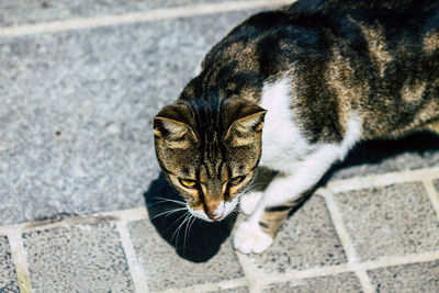 Close-up portrait of a cat on footpath