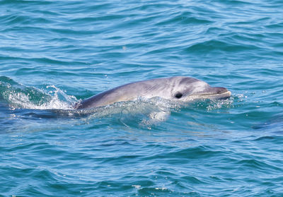 Close-up of dolphin swimming in sea