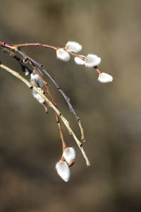 Close-up of twig