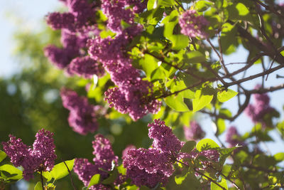 Close-up of pink flowering plant