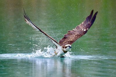 Bird flying over sea