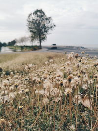 Close-up of flowering plants on land against sky